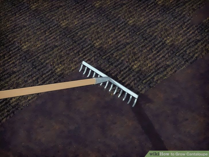 Grow Cantaloupe Step 3 Version 2.jpg