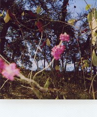 poisonous berries