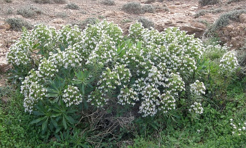 Echium Decaisnei