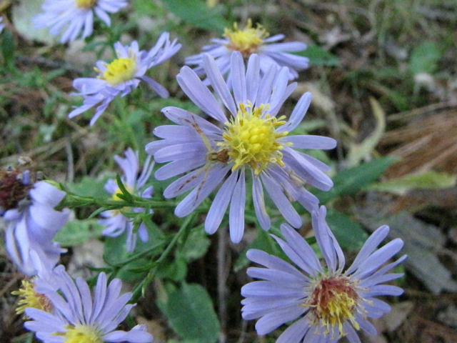 Aster