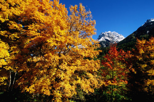 Trees in autumn colours in Switzerland is comparable to the autumn foliage in Japan
