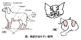 さがみ中央動物医療センター 旧 たけうち動物病院 動物病院 神奈川県 伊勢原市 健康診断