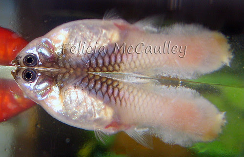 Guppy fungus