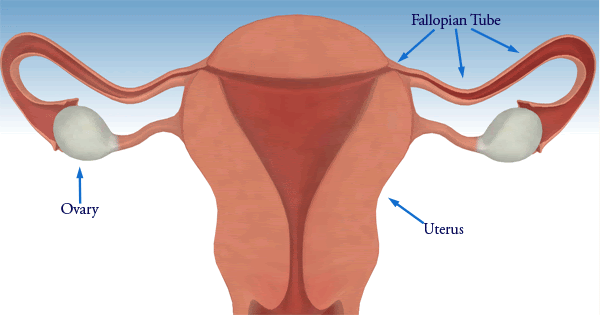 artistic interpretation of structure of the ovaries