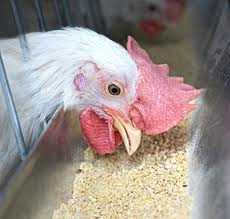 FEED Material/Elements/INgredients,Best Choice of FEED for ...