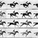 Muybridge Horse Photos