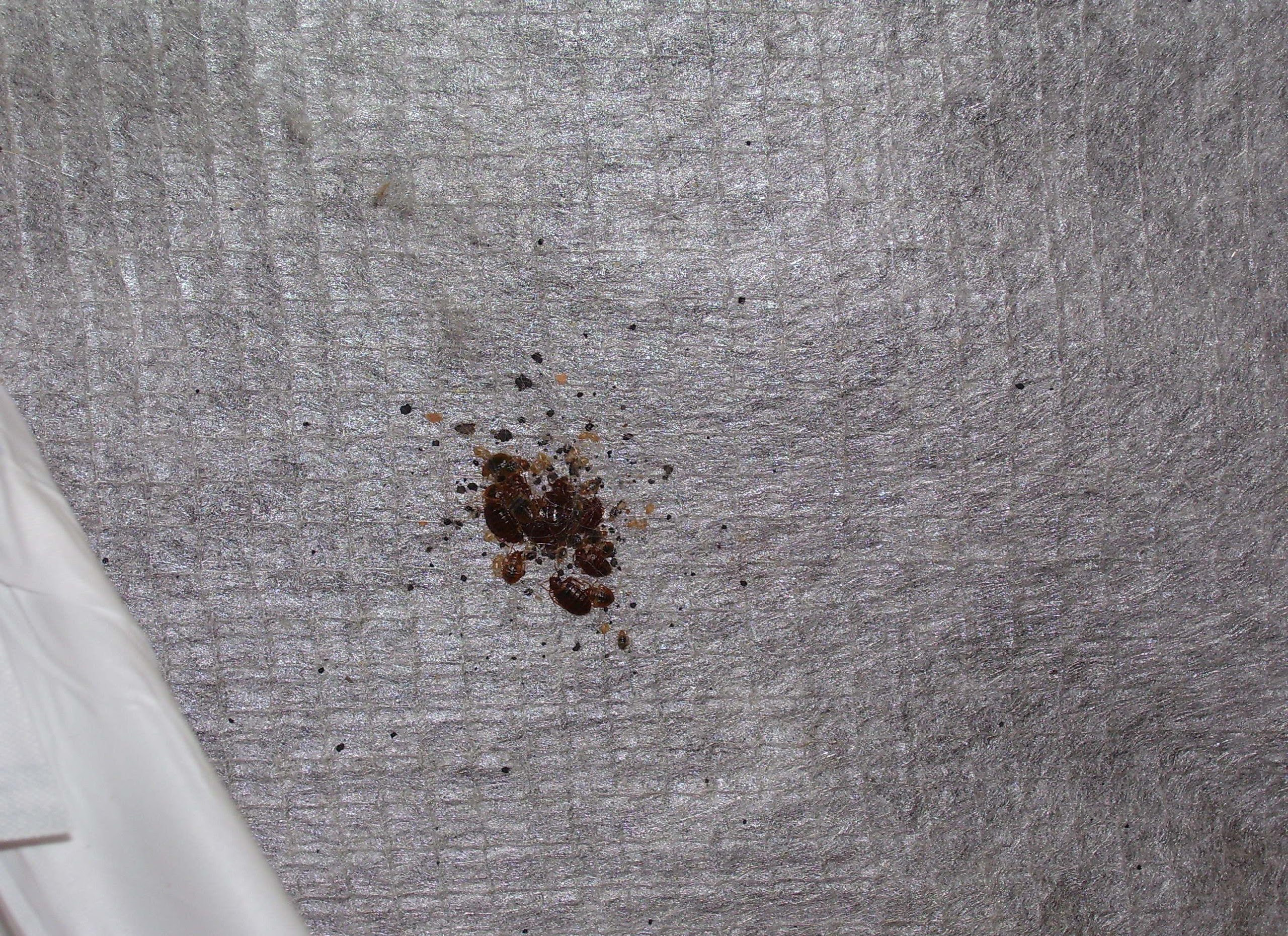 Bedbug Infestation - What Causes Bed Bugs