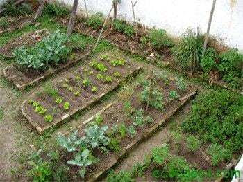 huerta 1 Como hacer una huerta orgánica en casa y no morir en el intento