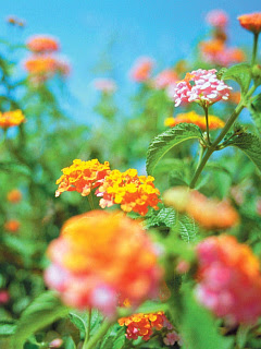 70以上 待ち受け 画面 花 ただ素晴らしい花