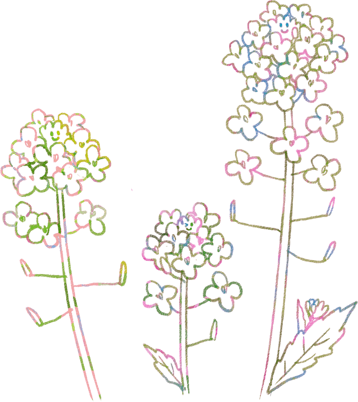 菜の花イラスト 早春の挿絵に 1輪 3輪 ライン 可愛い無料イラスト素材集