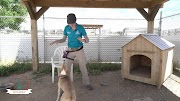 animal welfare organizations Training Tip Tuesday - How a dog would like you to greet them
