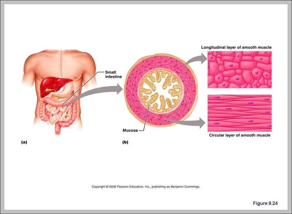 Visceral Smooth Muscle Graph Diagram