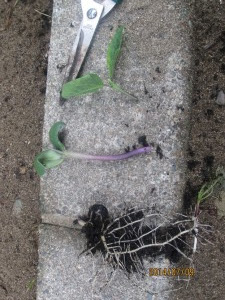 いよいよ丹波黒大豆の摘心断根 挿し木です 有機栽培ブログ
