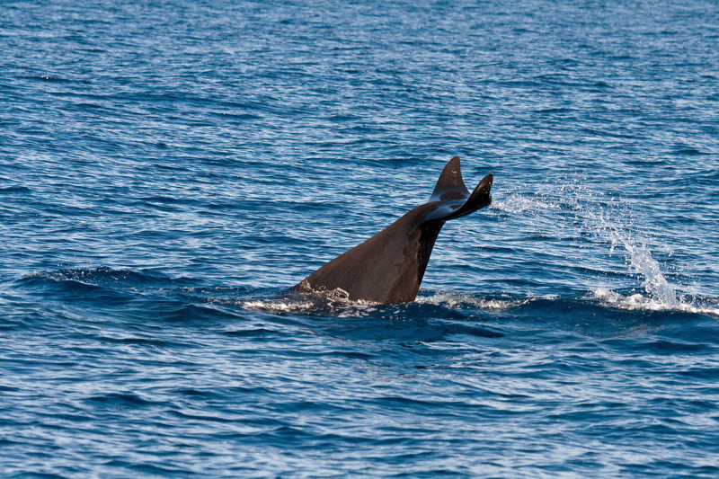 Pilot Whale
