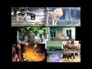 Berikut KEJADIAN ANEH Hewan BUAS INI LEPAs DAN Berkeliaran Di Kota Seperti Film JUMANJI , paling heboh!