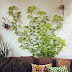 Wall Climbing Plants Kenya / But just as amazing are some of the climbing.
