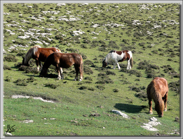 19 CABALLOS MR