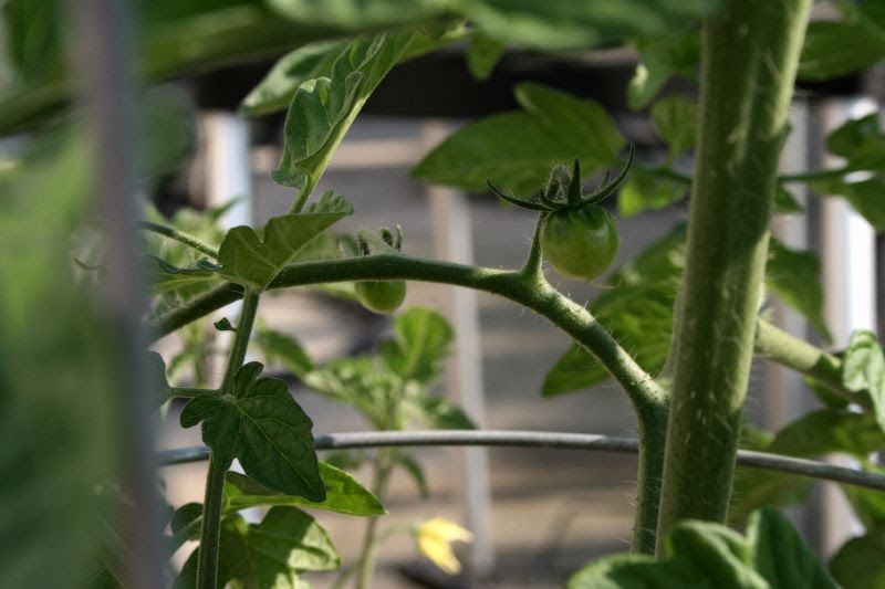 Tomato Babies