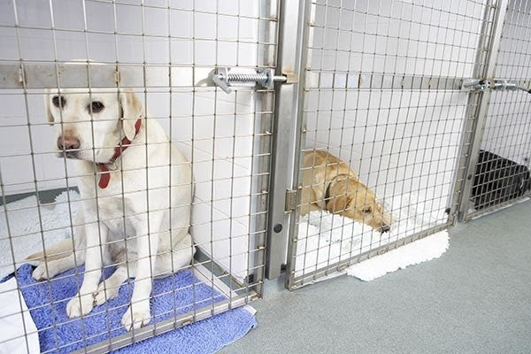 dogs in kennel