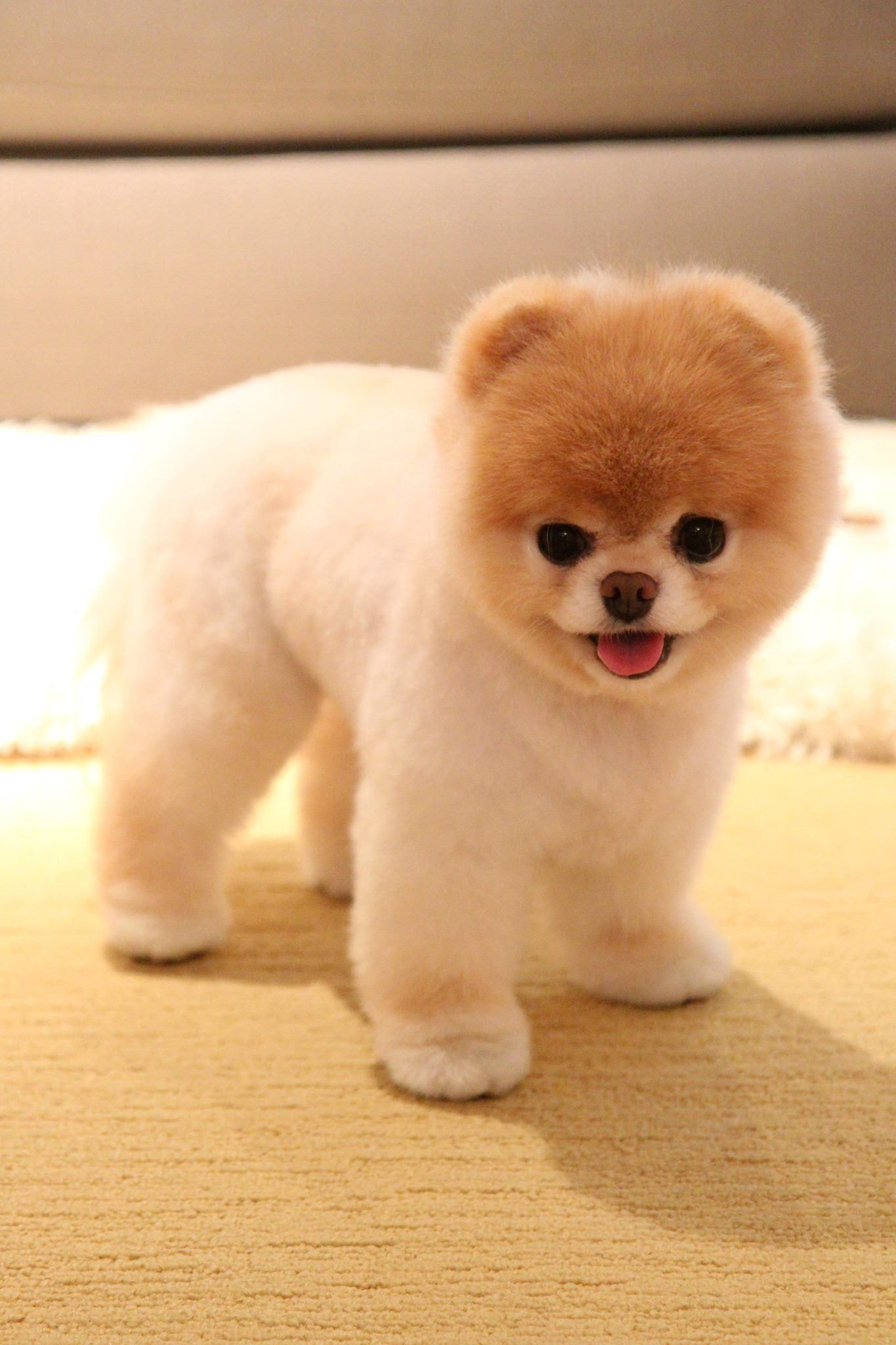 Race de chien tout petit Chien bonheur Race de chien tout petit Chien bonheur