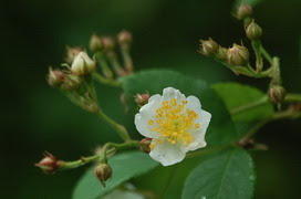 野ばらの花言葉 野ばらの花言葉と名前の由来