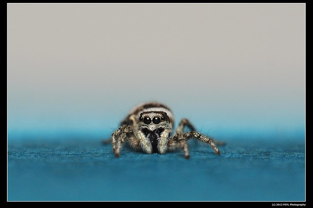 Jumping Spider (Family Salticidae)