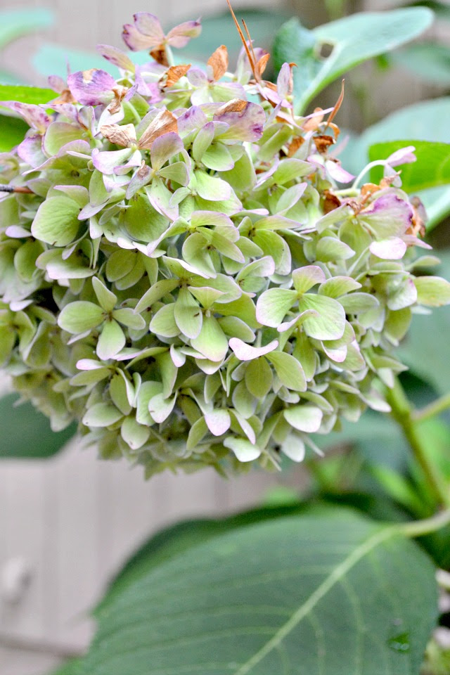 fall hydrangeas turning colors
