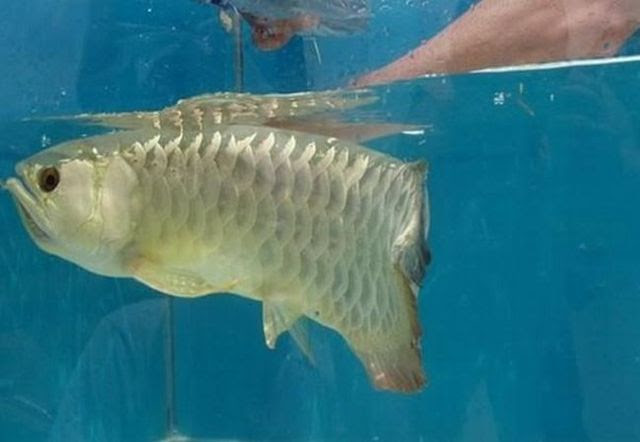 A very unusual fish (5 pics)