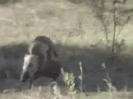 monkeys riding on boars back being chased GIF