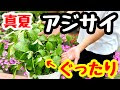 画像 ガーデニング アジサイ 205500-ガーデニング アジサイ 色