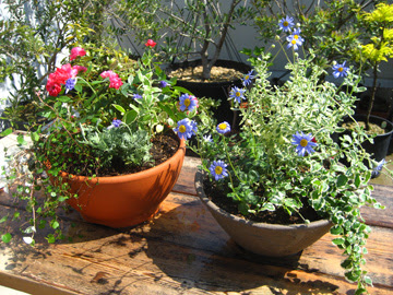 ポリアンサローズの寄せ植え Plain Living