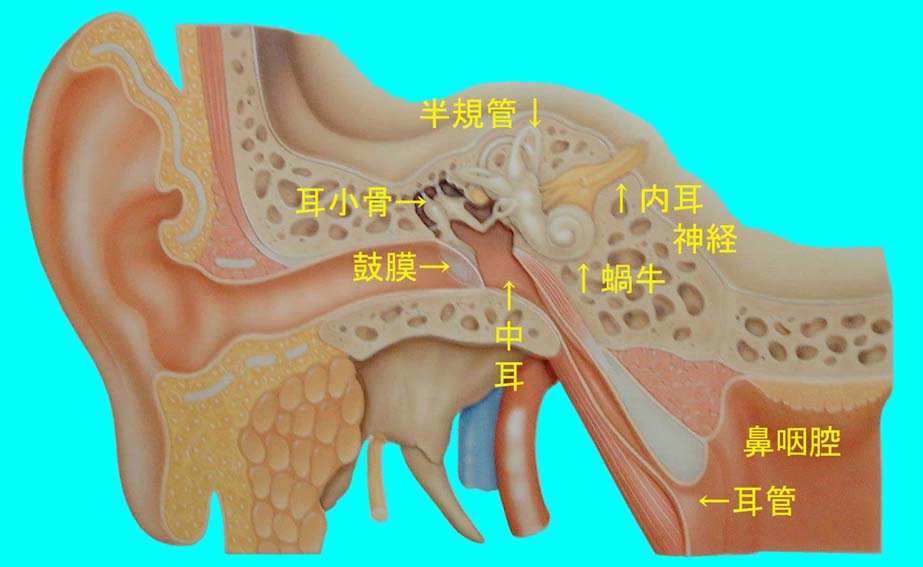 航空性中耳炎と耳管機能 笠井耳鼻咽喉科クリニック