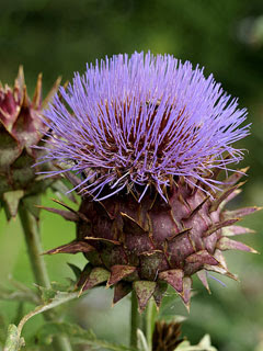 Cynara cardunculus Cardoon