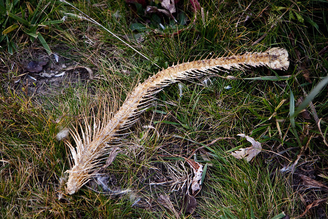 fish skeleton