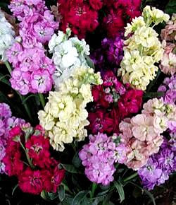 ストック あらせいとう の花言葉 花言葉事典