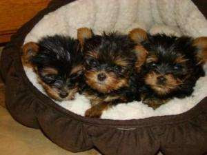 Adorable tea cup yorkie puppies for free adoption...