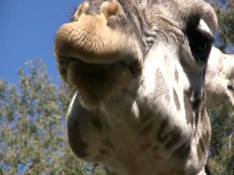 Carnivores, Herbivores and Omnivores - YouTube