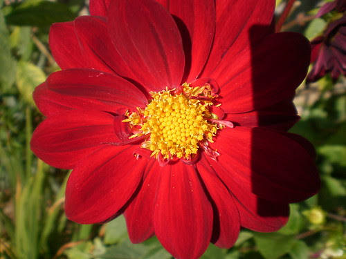 Dahlia