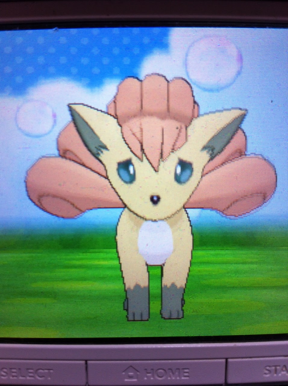 色違いに釘付け ロコン Oras