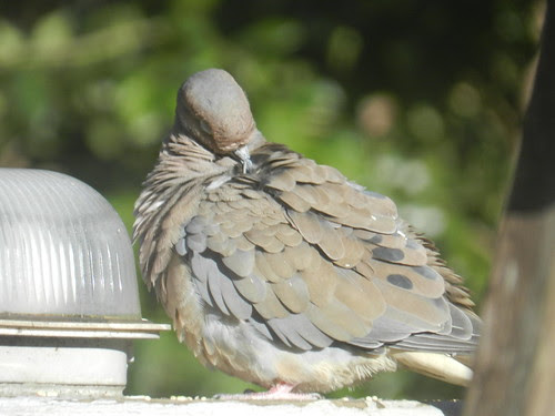 naturenotesDSCN1046