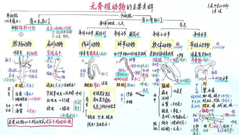 脊椎动物分类思维导图 万图壁纸网