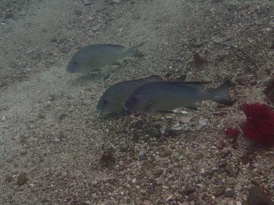 魚の見分け方スペシャルティー コースのすすめ こうのとりマリンサービス