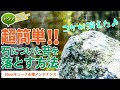 苔 落とし方 水槽 293851