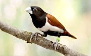 34+ Baru Burung Bondol Haji