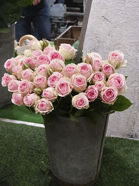 rose