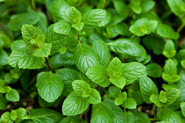 Herbal Treatments for Alzheimer's Disease