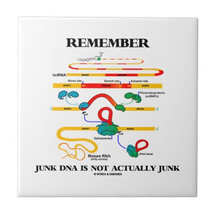 Remember Junk DNA Is Not Actually Junk Tile