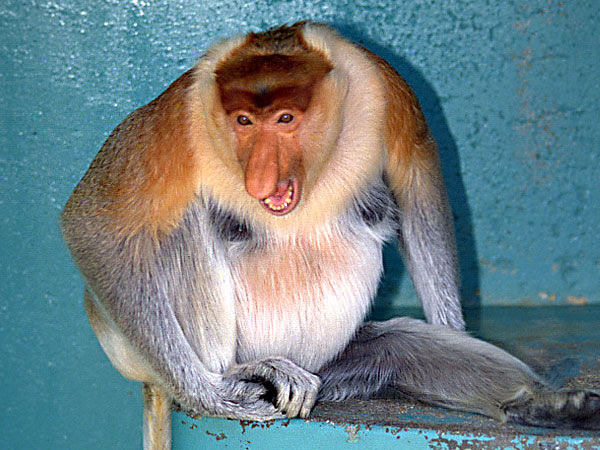 生き物を守ろう 絶滅危惧種リストまとめ