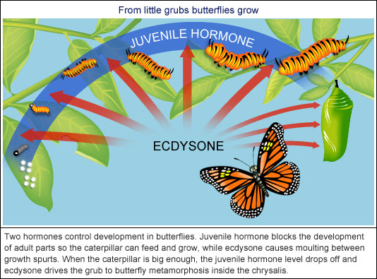 From little grubs butterflies grow