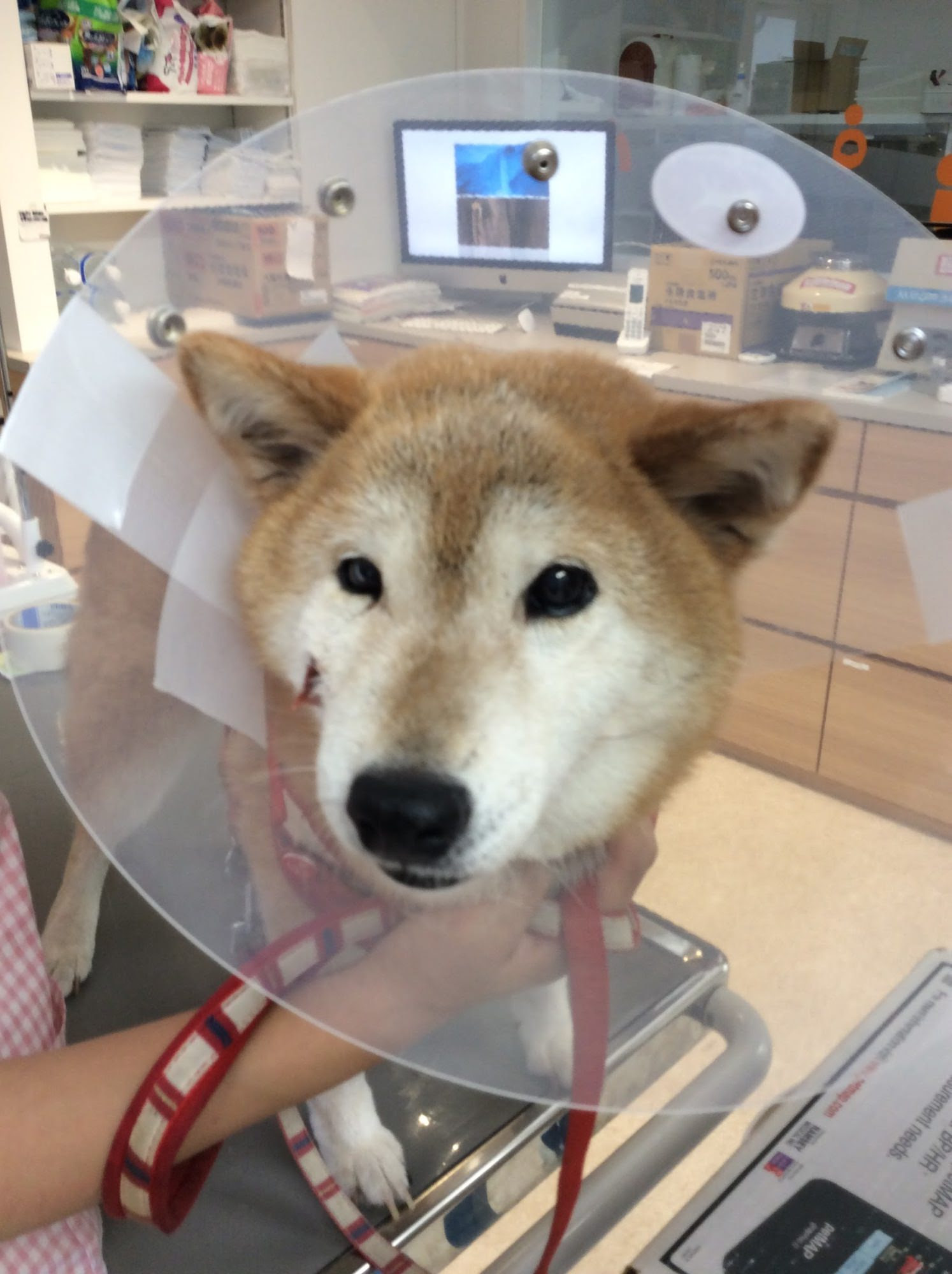 お顔が腫れて膿が出てきたリリーちゃん 福岡県須恵町の動物病院 リヴ動物病院 犬猫専門